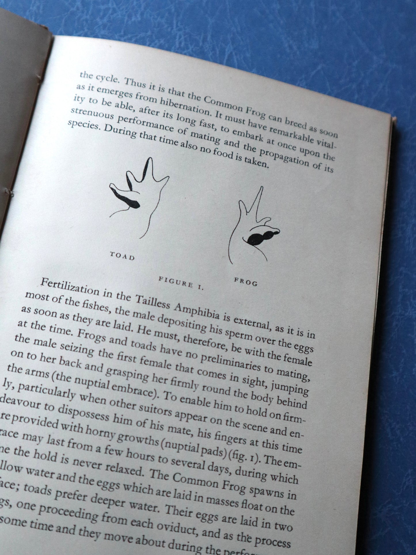 ヴィンテージブック フロッグ 1949年