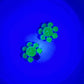 EISENVERG ウラングラス イヤリング