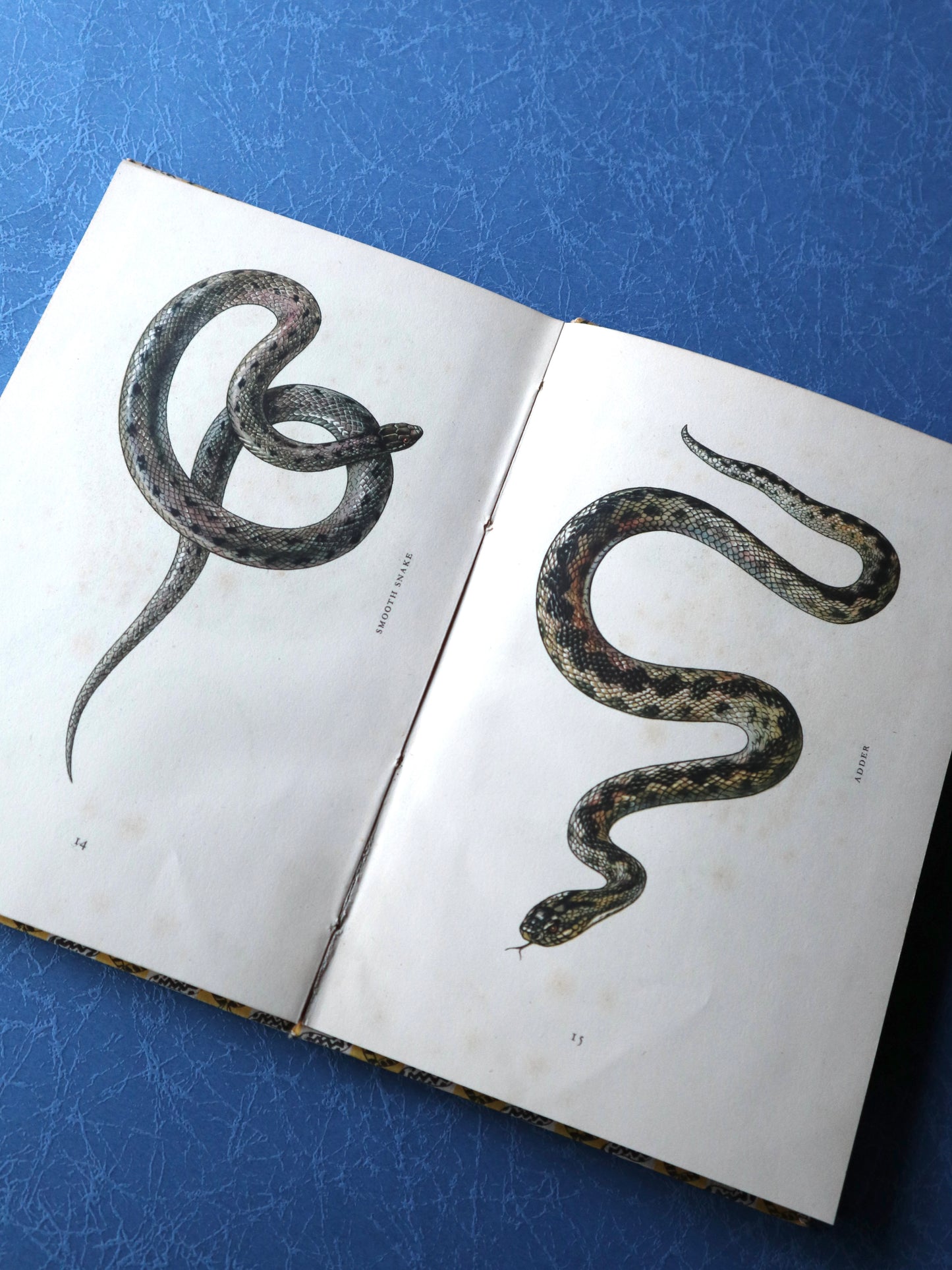 ヴィンテージブック フロッグ 1949年