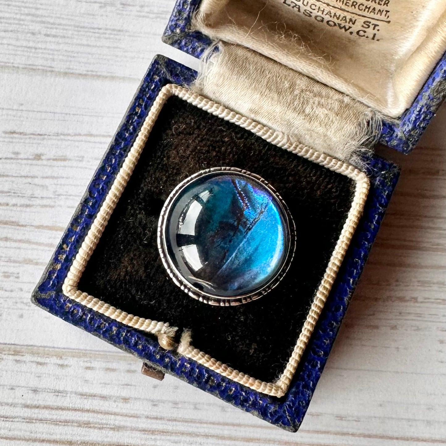 バタフライウィング ラウンド ミニブローチ