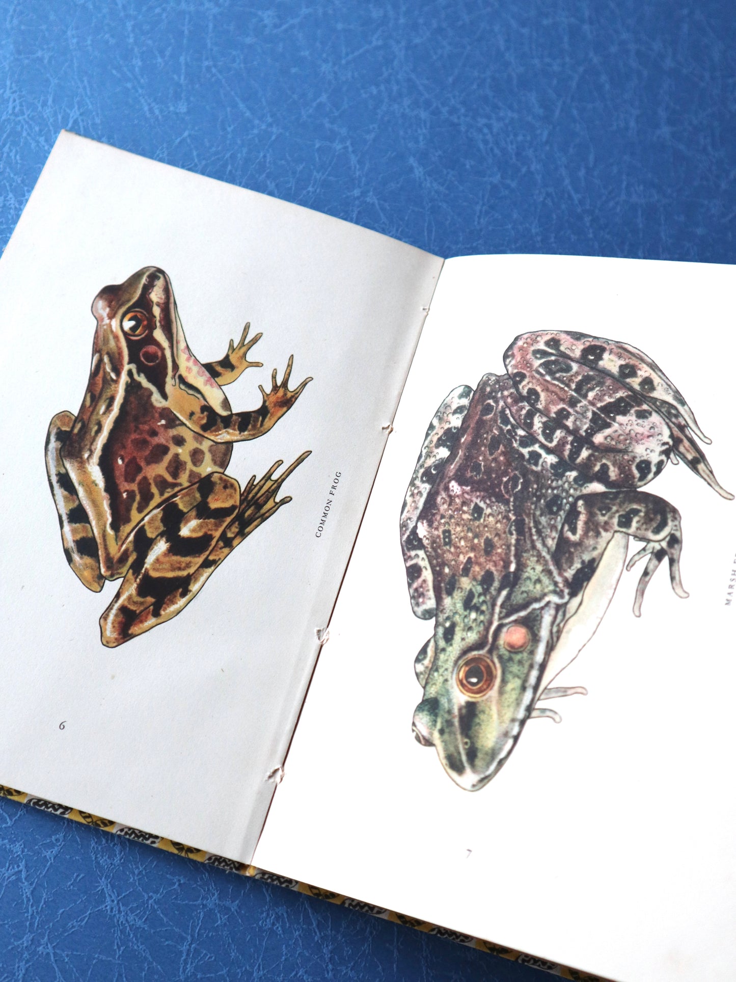 ヴィンテージブック フロッグ 1949年